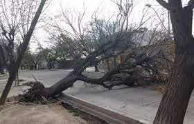 arbolesmendozahoyuno