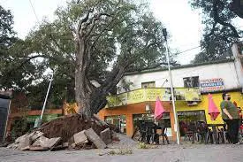 arbolesmendozahoydos