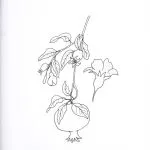 Muestra-Taxonomia-de-una-coleccion-1-150x150