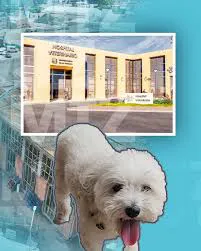 descarga - 2026-01-28T190007.836