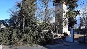 arbolesmendozahoytres