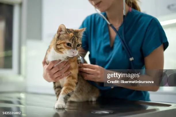 gettyimages-1435555882-612x612