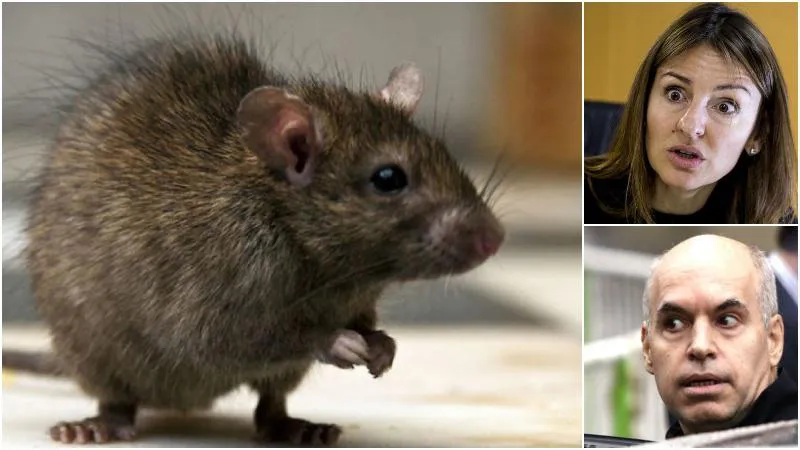 ratas_escuelas