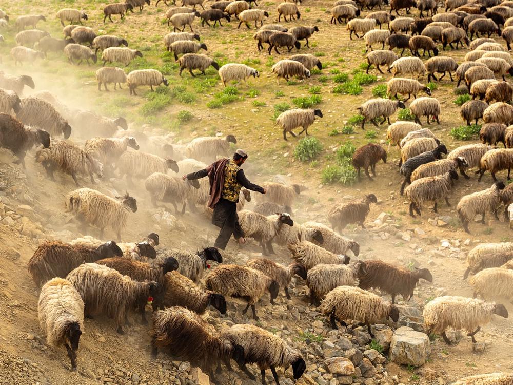 cabrasafganistan
