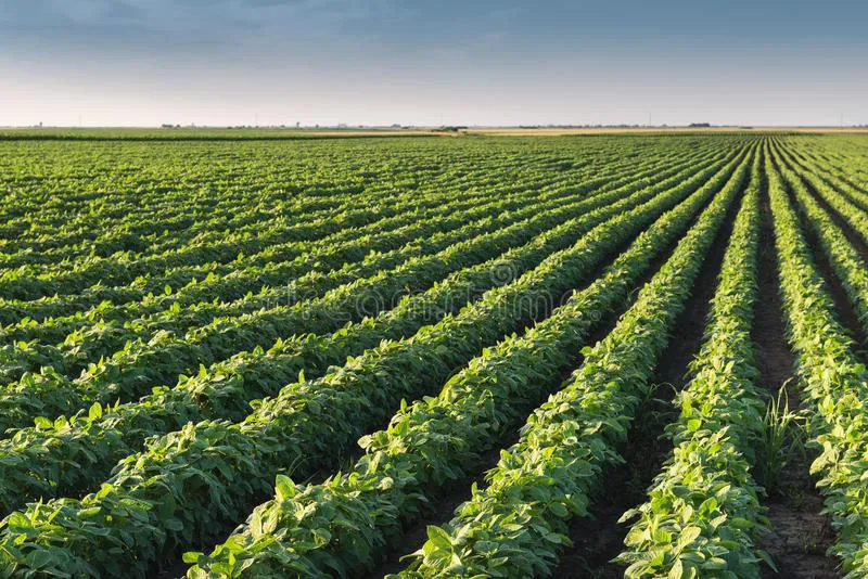 filas-del-campo-de-la-soja-37707502