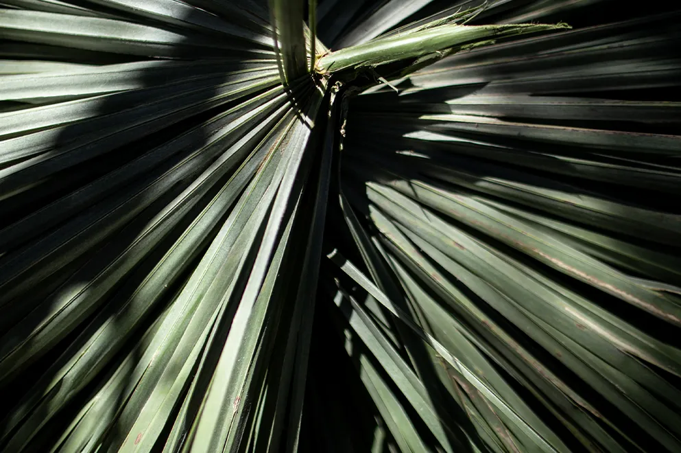 Claudia-Santanera-Nunsacat