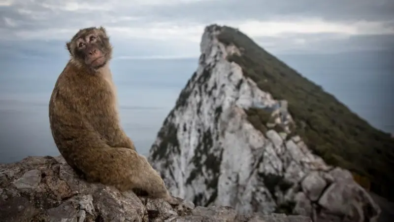 gibraltarmonos